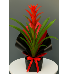Buketli Saksıda Guzmania