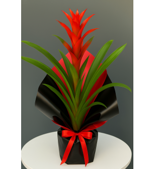 Buketli Saksıda Guzmania