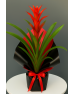 Buketli Saksıda Guzmania